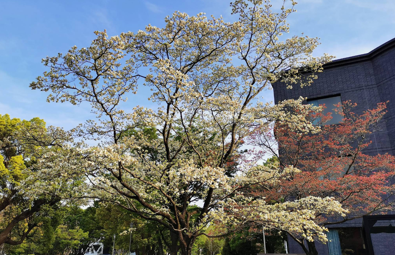 Chiba University Campus